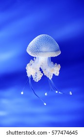 Jellyfish In Genoa Aquarium, Italy, Europe