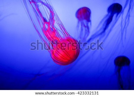 jellyfish glowing in the dark selective focus
