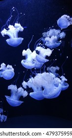 Jellyfish in groups