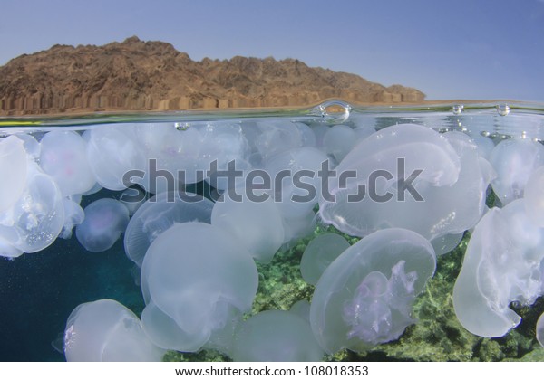 Jellyfish: Half and half photo with jellyfish
underwater and Sinai desert
above