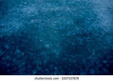 Jellyfish Invasion In Sea
