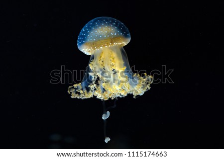 jellyfish isolated on black background