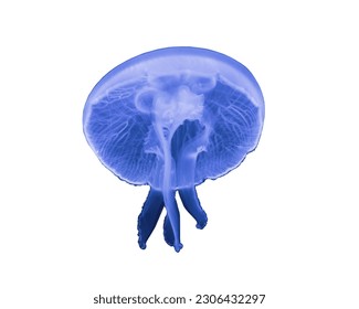Jellyfish isolated on white background