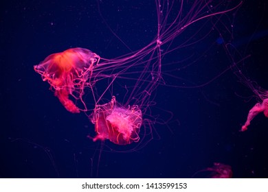 Jellyfish Japanese sea nettle Chrysaora pacifica in water
