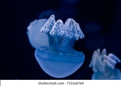 Jellyfish (Jelly blubber) (Catoatylus mosaicas)