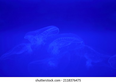 Jellyfish Jelly Blubber Medusam  Medusa Under Blue Light