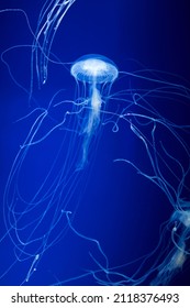 Jellyfish Jelly Blubber Medusam  Medusa Have Very Long Tentacles