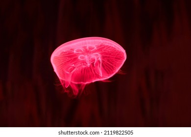 Jellyfish Jelly Blubber Medusam  Medusa Under Red Light