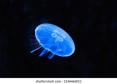 jellyfish jelly blubber medusam medusa under blue light