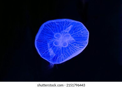 Jellyfish Jelly Blubber Medusam Medusa Under Blue Light