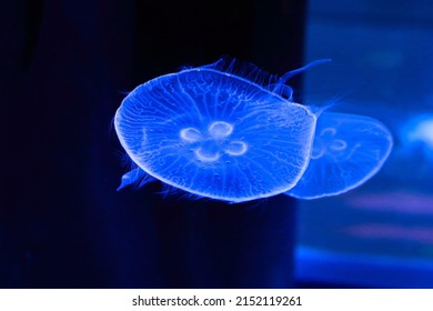 Jellyfish Jelly Blubber Medusam Medusa Under Blue Light