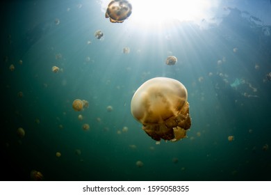 Jellyfish In Jelly Fish Lake, Raja Ampat