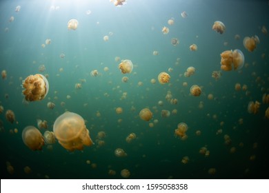 Jellyfish In Jelly Fish Lake, Raja Ampat