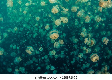 Jellyfish Lake