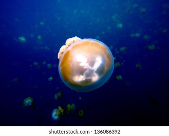 Jellyfish Lake, Palau