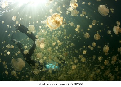 Jellyfish Lake Palau