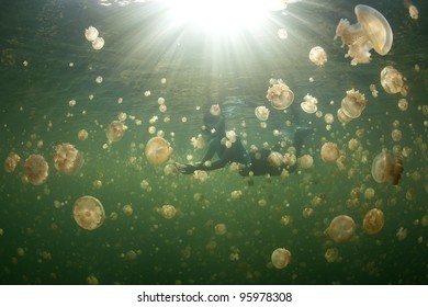 Jellyfish Lake Palau