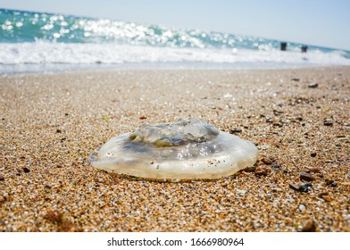 Quallen auf Sand in der Nähe des Meeres 
