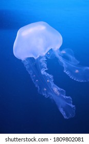 Jellyfish From London Aquarium, Sea Life