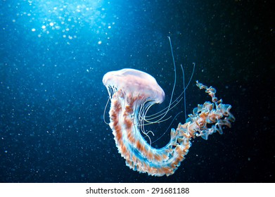 Jellyfish With Long Stinging Tentacles