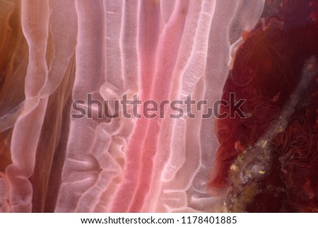 jellyfish macro structure of the outer epidermis, middle mesoglea, and the inner gastrodermis and water. One of the oldest animals on earth