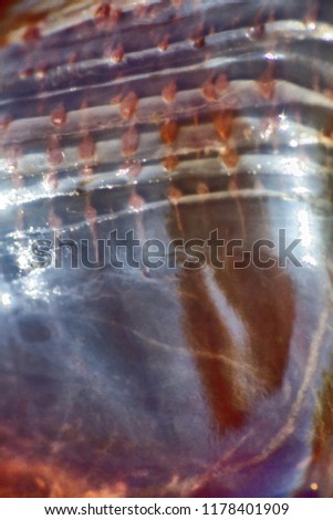 jellyfish macro structure of the outer epidermis, middle mesoglea, and the inner gastrodermis and water. One of the oldest animals on earth