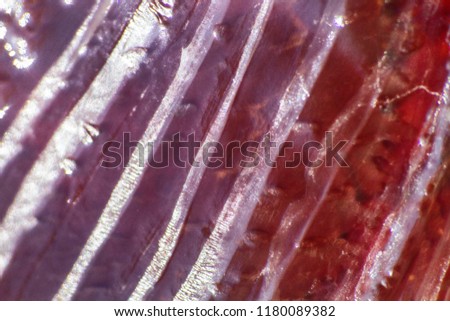 jellyfish macro structure of the outer epidermis, middle mesoglea, and the inner gastrodermis and water. One of the oldest animals on earth
