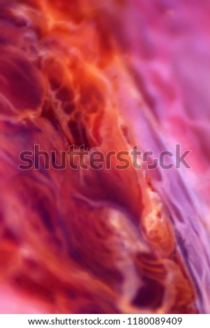 jellyfish macro structure of the outer epidermis, middle mesoglea, and the inner gastrodermis and water. One of the oldest animals on earth