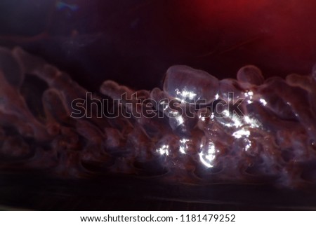 jellyfish macro structure of the outer epidermis, middle mesoglea, and the inner gastrodermis and water. One of the oldest animals on earth