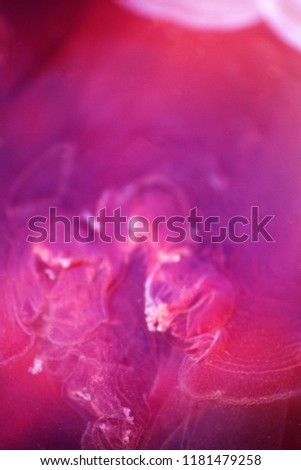 jellyfish macro structure of the outer epidermis, middle mesoglea, and the inner gastrodermis and water. One of the oldest animals on earth