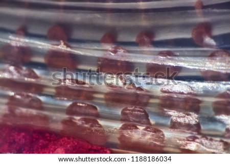 jellyfish macro structure of the outer epidermis, middle mesoglea, and the inner gastrodermis and water. One of the oldest animals on earth