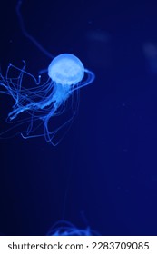 jellyfish, jellyfish, marine inhabitants, purple, blue, animals, poison, ocean