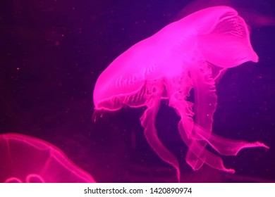 Jellyfish At Melbourne Aquarium City