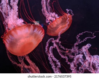 Jellyfish At The Mystic Aquarium 