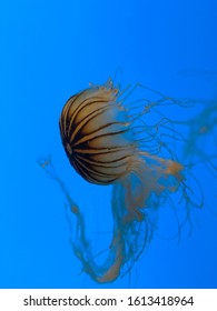 Jellyfish From The National Aquarium Baltimore