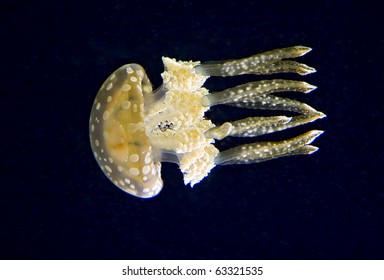 Jellyfish At The National Aquarium In Baltimore