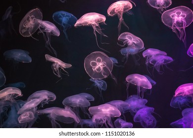 632 Phosphorescence in the sea Images, Stock Photos & Vectors ...