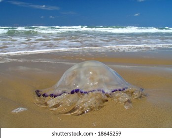 Jellyfish On The Beach