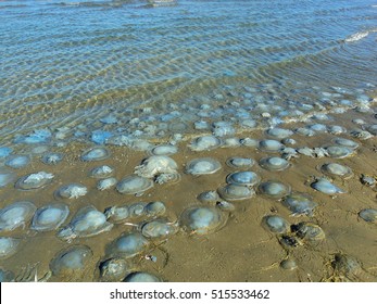 Jellyfish On The Beach