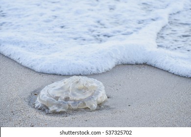 Jellyfish On The Beach.