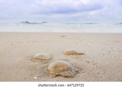 The Jellyfish On The Beach