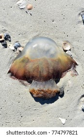 Jellyfish On Beach