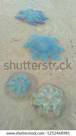 Jellyfish on the beach of Thailand
