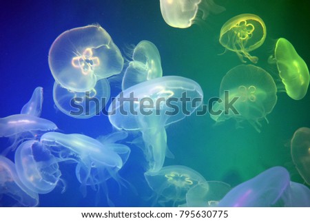 jellyfish on blue with green background