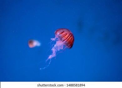 Jellyfish on the sea or underwater world.Moon jellyfish Aurelia aurita green translucent color and blue background.