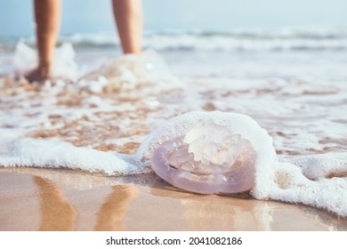 Jellyfish on the shore of the beach. Jellyfish sting