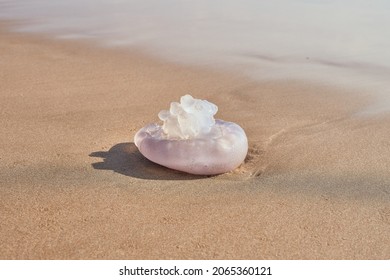 Jellyfish On The Shore Of The Beach. Jellyfish Sting