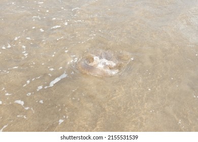 Jellyfish On The Shore Of The Beach. Jellyfish Sting