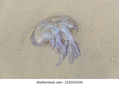 Jellyfish On The Shore Of The Beach. Jellyfish Sting