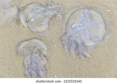 Jellyfish On The Shore Of The Beach. Jellyfish Sting